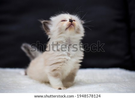 Adorable Ragdoll Kitten 4 weeks old Royalty-Free Stock Photo #1948578124