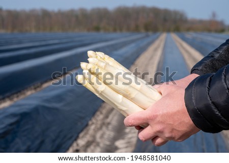 Agricultural seasonal farm worker holding in hands bunch of fresh white asparagus with covered asparagus fields on background, new harvest in Europe Royalty-Free Stock Photo #1948581040
