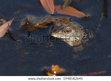 A Common Frog, Rana temporaria, just out of hibernation in spring in a pond 
