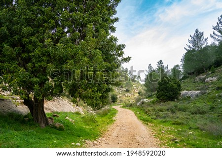 An old carob tree near a forest path in the Judea mountains near Jerusalem, Israel. Royalty-Free Stock Photo #1948592020