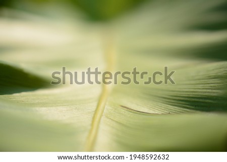 natural green leaf background concept in summer time.