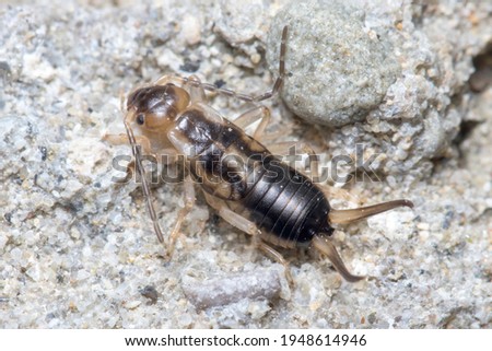 Common earwig, Forficula auricularia, walking on a rock on a sunny day