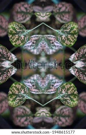 a potted pink splash plant abstract with lush spotted leaves 0273