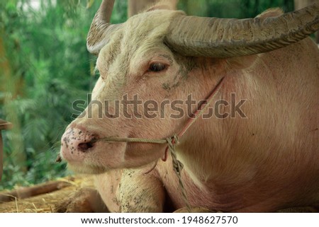 Buffalo face eat close up 