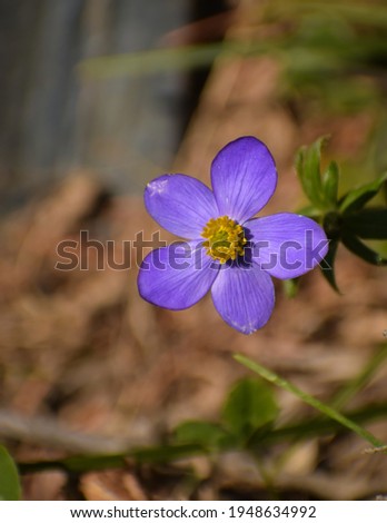 close up of beautiful  purple flower.