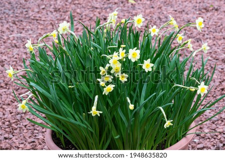 Yellow daffodil Narcissus tazetta 'Minnow' Royalty-Free Stock Photo #1948635820