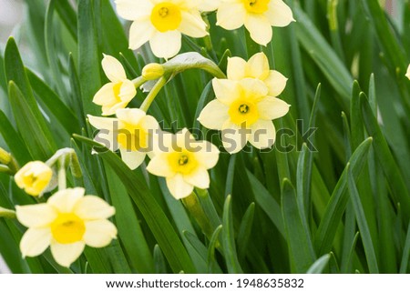 Yellow daffodil Narcissus tazetta 'Minnow' Royalty-Free Stock Photo #1948635832