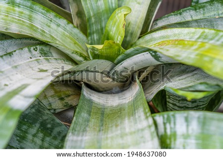 Close up of Bromeliaceae urn plant stem, tropical nature background. Stock photo.