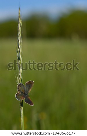 Brown argus butterfly on a plant . Small butterfly open wings, colorful wings, rainbow colors in the sunshine. Natural background.