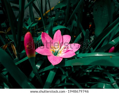 Small pink flower background, beautiful nature, spring nature toning design, fresh vivid plants