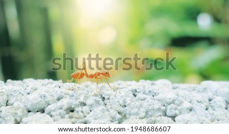 Single orange ant insect on stone floor with blured green natural backgroud