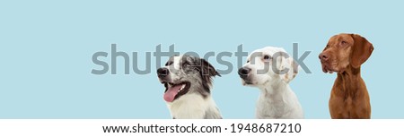 Banner three attentive dogs looking away. Obedience training concept. Isolated on blue pastel background Royalty-Free Stock Photo #1948687210
