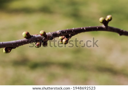 
Buds on a tree branch. Apple tree