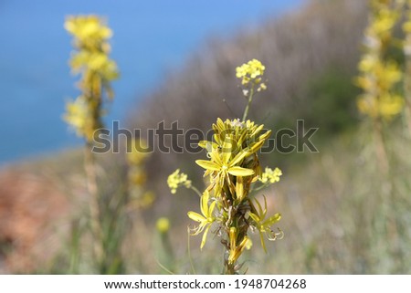 Yelow rapeseed flowers against  Black Sea Coast,
 Kaliakra, Dobrich Region, Bulgaria