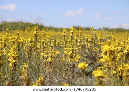 Yellow rapeseed flowers near Black Sea Coast, Kaliakra, Dobrich Region, Bulgaria