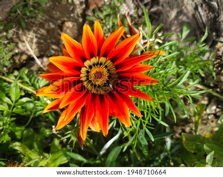 A Beautiful Red and Orange Petal Flower.