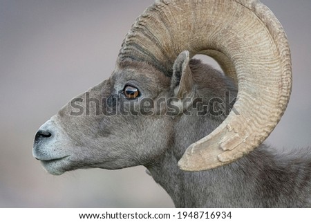 Profile picture of the desert bighorn sheep, Lake Mead, NV Royalty-Free Stock Photo #1948716934