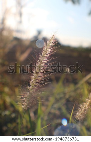 Brown blossoms of desho grass (weeds) in the fields . Take pictures backlit in the morning.