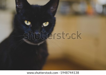 Domestic black cat at home, looking at camera
