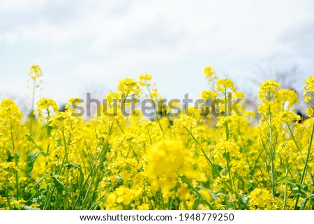Rape blossoms blooming in Funabashi