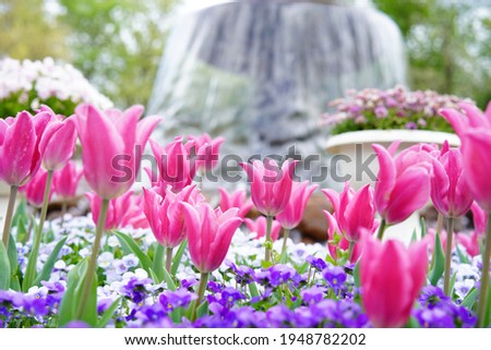 Many colorful tulips at flower park