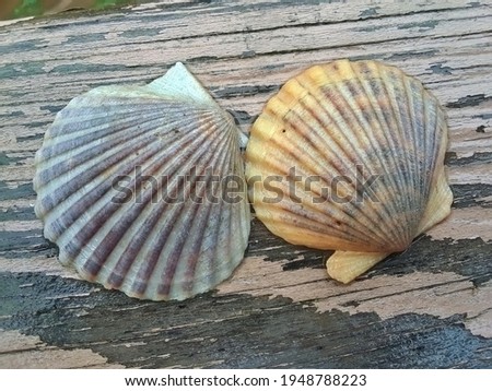 A shell or two capture in a lens
