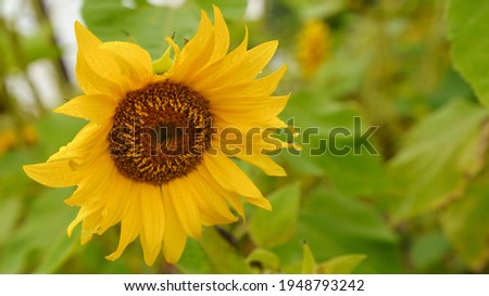 Macro photography of the beautiful gold head of sunflower on the city street in summer day. The beauty of nature. Sunflower natural background.