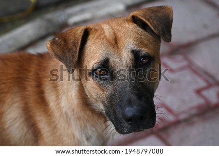 Close-up picture of a stray dog's face, ears folded down on both sides, fur shortened, standing in a park. Look suspiciously at the camera. The eyes of the poor dog