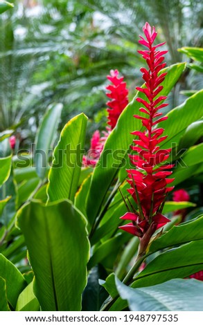 long brightly colored red bracts of red ginger flower Royalty-Free Stock Photo #1948797535
