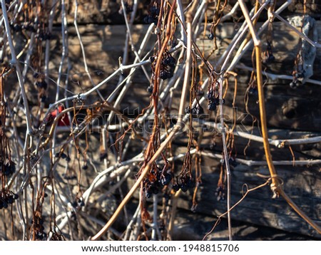Branches of wild grapes with dried berries on an old wooden wall. Blur 
