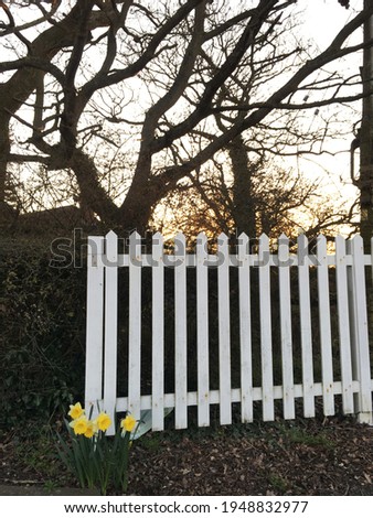 Selective focused photo of sunset with daffodils and white picket fence in portrait orientation 