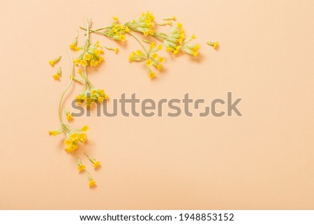 yellow primrose on orange paper background  on paper  background