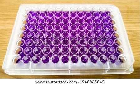 96 well microplate, ELISA plate containing blue color sample for microbiological experiments