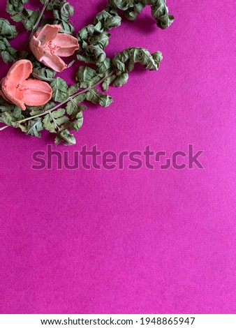 Gentle orange dry lotus flowers and green dry fern leaf on a bright paper pink background. Spring minimalism