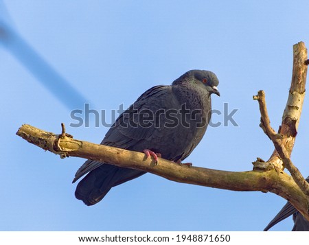 Feral pigeon on a branch (Columba livia domestica)