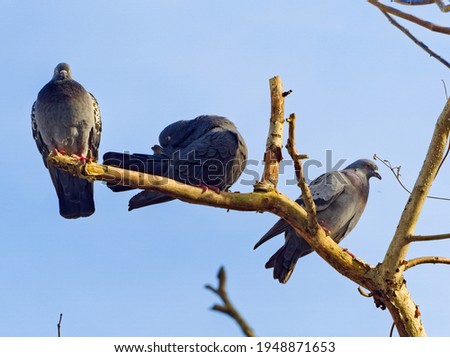 Feral pigeons on a branch (Columba livia domestica), city doves, city pigeons, street pigeons