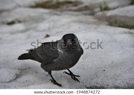 Close-up of a jackdaw, which stands on the melting spring snow and looks intently into the eyes.