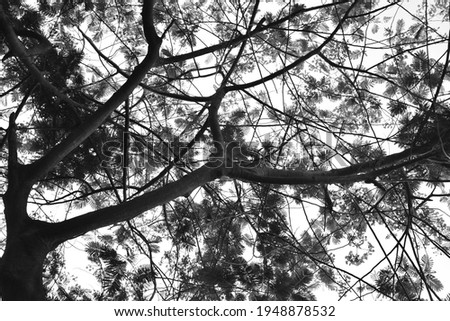 Dark lighting Nature black and white background, leaves and branches in natural light and shadow, trees and plants grown in backyard, garden. beautiful silhouettes of small leaves 
