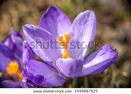 A closeup picture of a purple flower in bloom. Green and brown blurry background. Picture from Eslov, Sweden