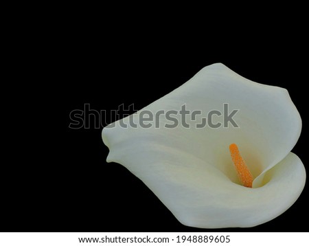 Beautiful white Calla (Zantedeschia) flower with a bright orange pistil on a black background. Template for advertising your product. There is room for text. 