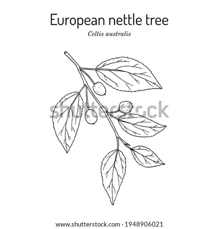 European nettle tree, or Mediterranean hackberry (Celtis australis), medicinal plant. Hand drawn botanical vector illustration Royalty-Free Stock Photo #1948906021