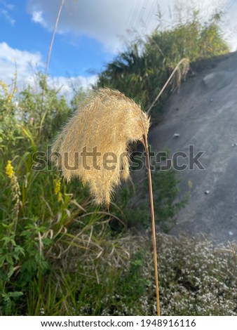 Exotic flower in peak of mountain. Look like Malaysian Weeds Grass. A  golden delicately beautiful flowers