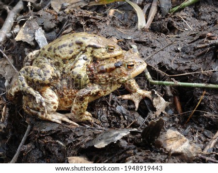 Amplexus of the common toad, European toad (Bufo bufo).