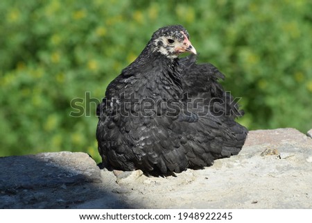 Black hen picture. Chicken image 