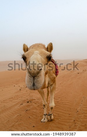Arabic camels in Oman desert standing in soft brown sand 