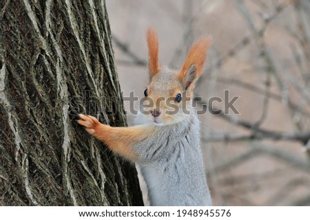 Squirrel in winter. Eurasian red squirrel.