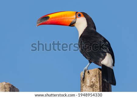 Toco Toucan (Ramphastos toco) perched on a pole on a sunny morning