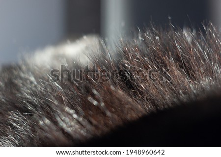 Very beautiful textured coat of a black German shepherd close-up shot. Domestic dog fur
