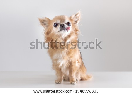 Portrait of funny old chihuhua dog with tongue out sitting against grey background
