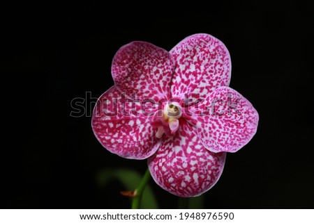 Tiger Orchid - White with red dots orchid flower on black blackground